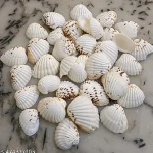 Shells And Stones